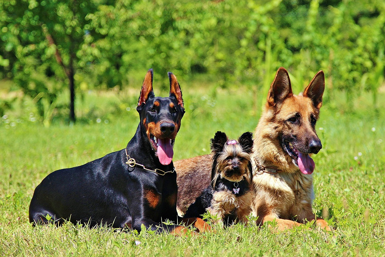 Hunde in MÃ¼nchen